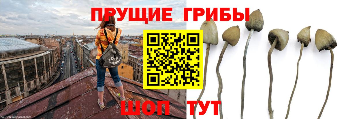 Галлюциногенные грибы Cubensis Армавир